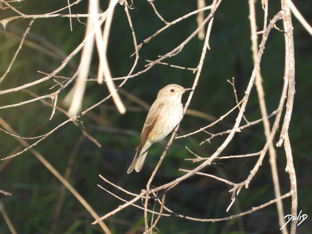 Grauschnäpper - ML644419567