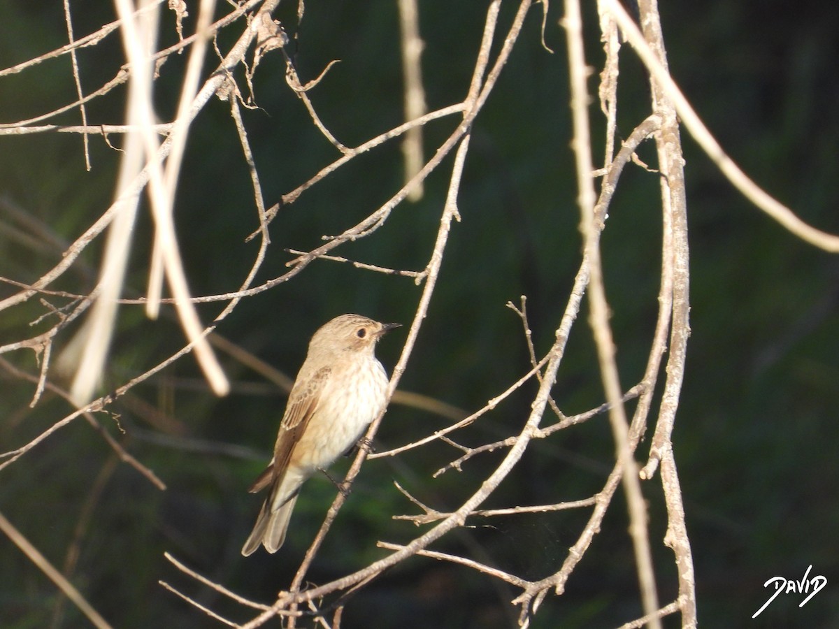 Grauschnäpper - ML644419568