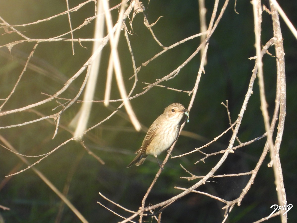 Grauschnäpper - ML644419569