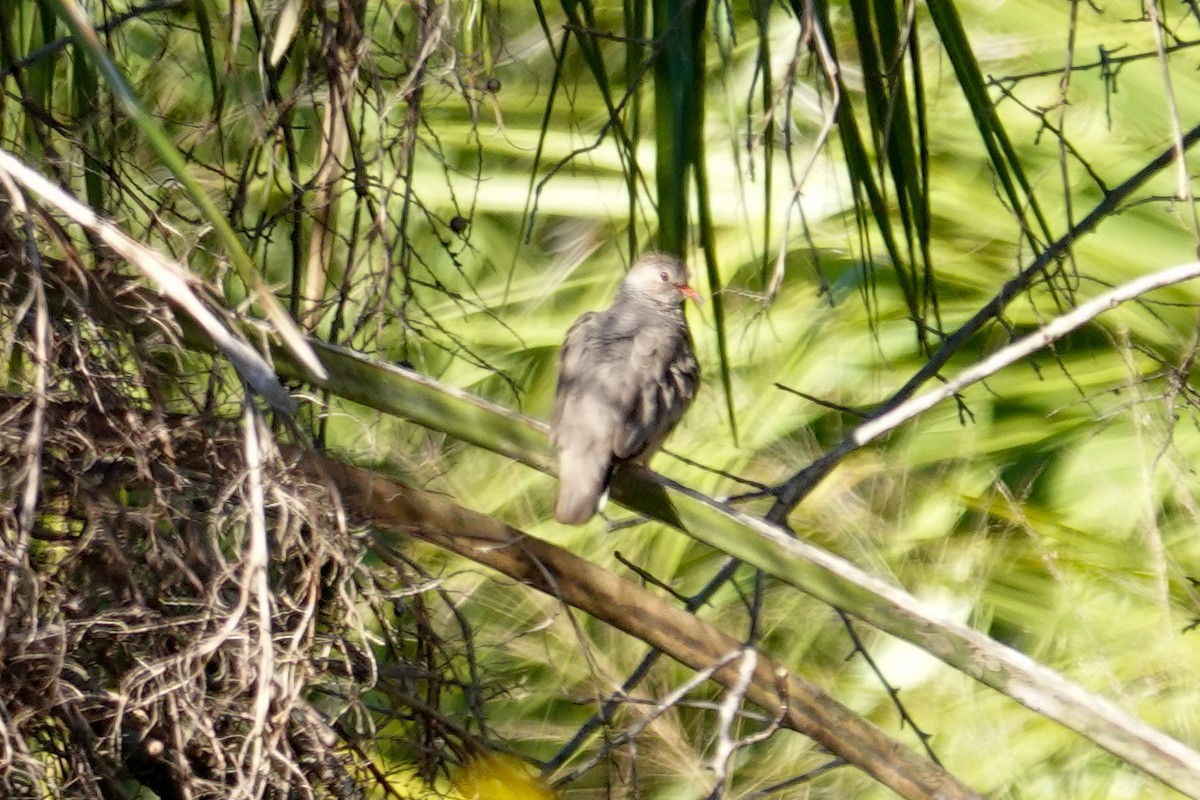 Common Ground Dove - ML644419573