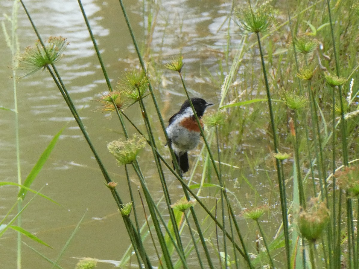 ニシノビタキ（sibilla） - ML644419574