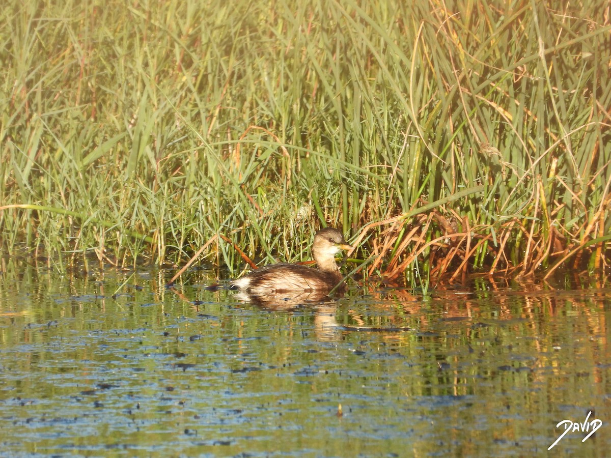 Хурган шунгуур - ML644419575