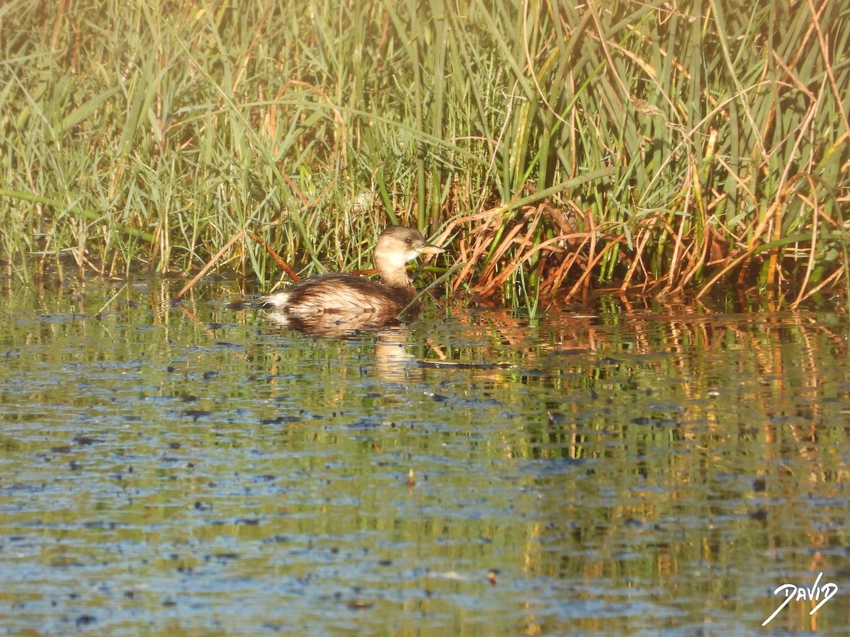 Хурган шунгуур - ML644419576