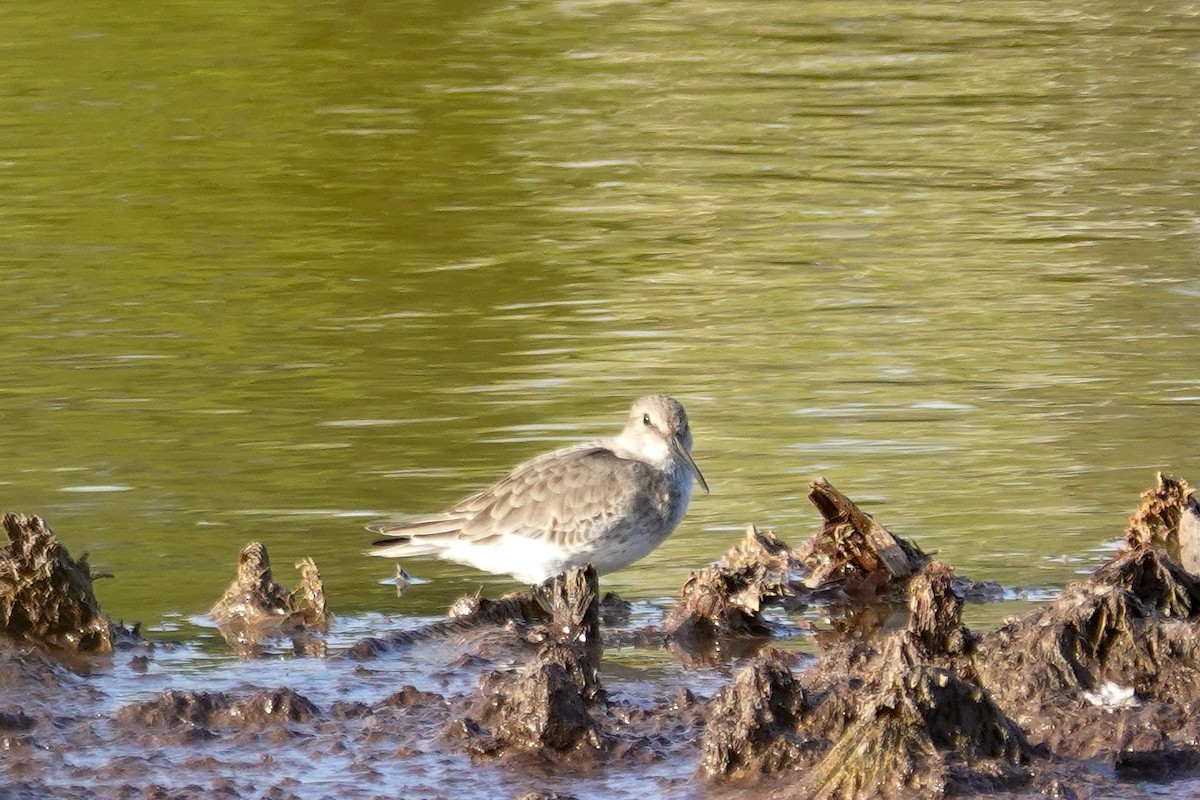 Dunlin - ML644419582