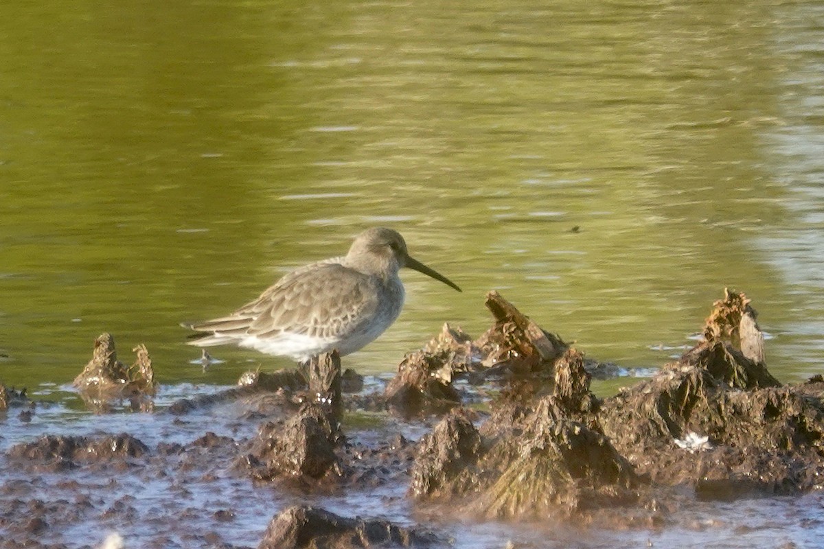 Dunlin - ML644419583