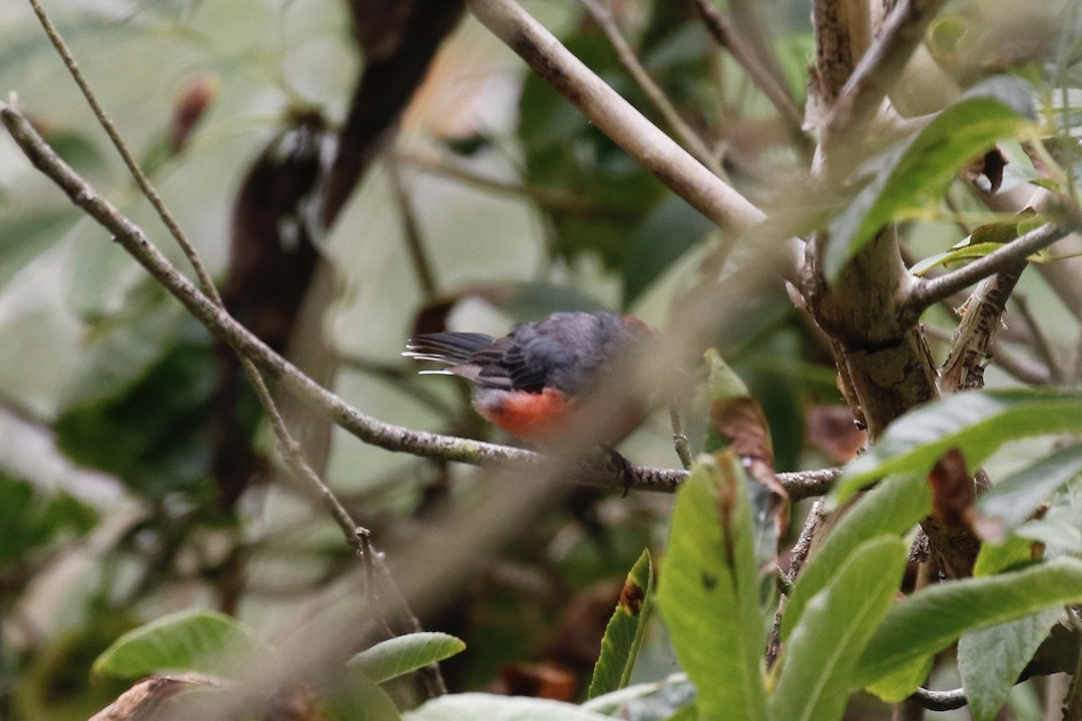 Slate-throated Redstart - ML644419612