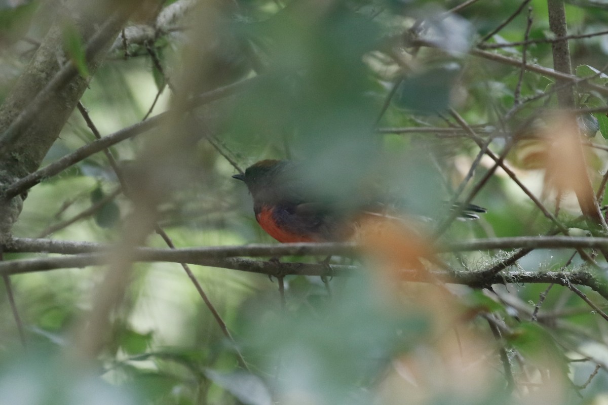 Slate-throated Redstart - ML644419613