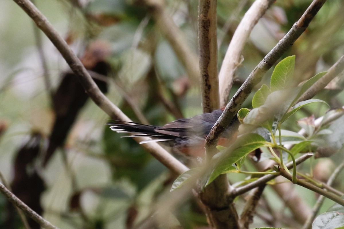 Slate-throated Redstart - ML644419614