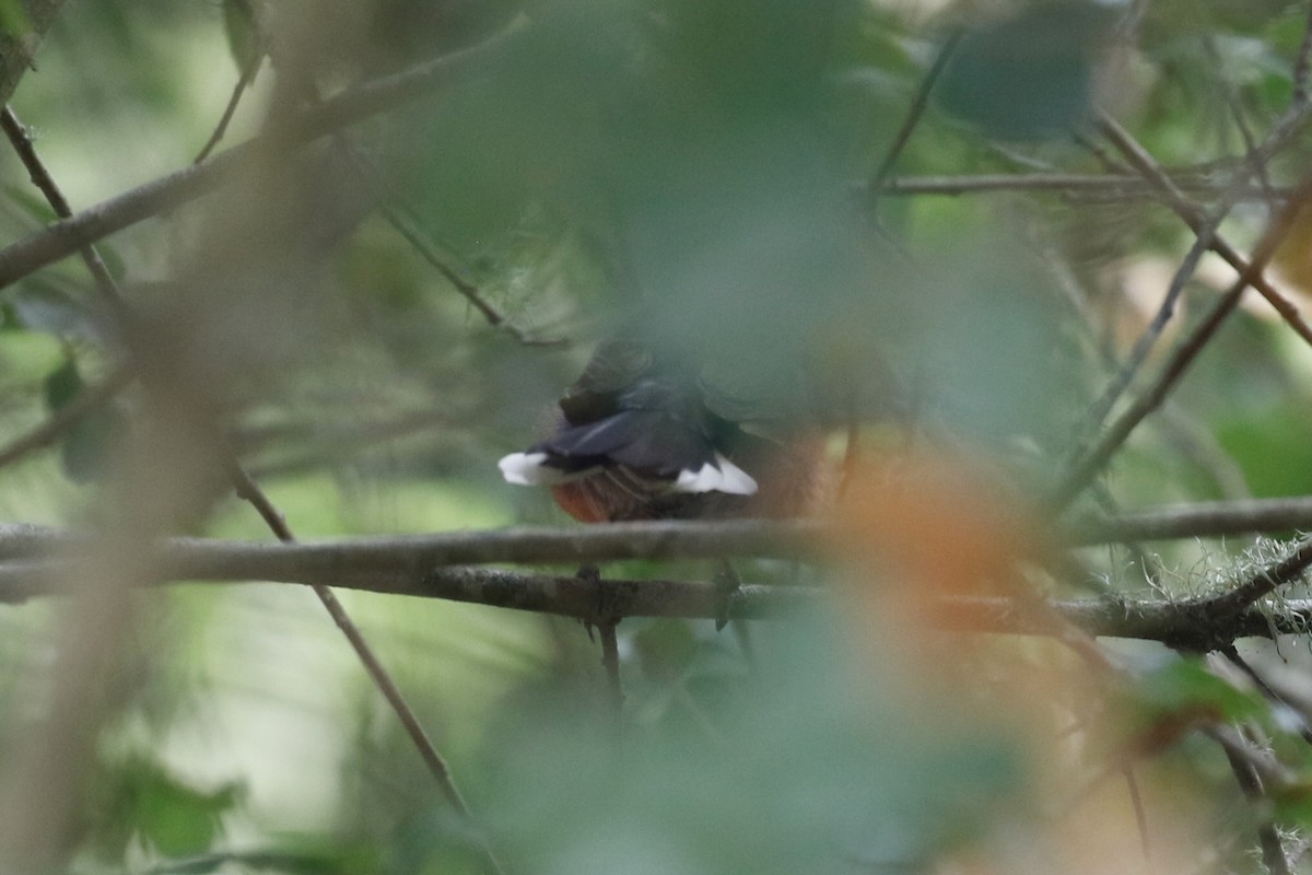 Slate-throated Redstart - ML644419615