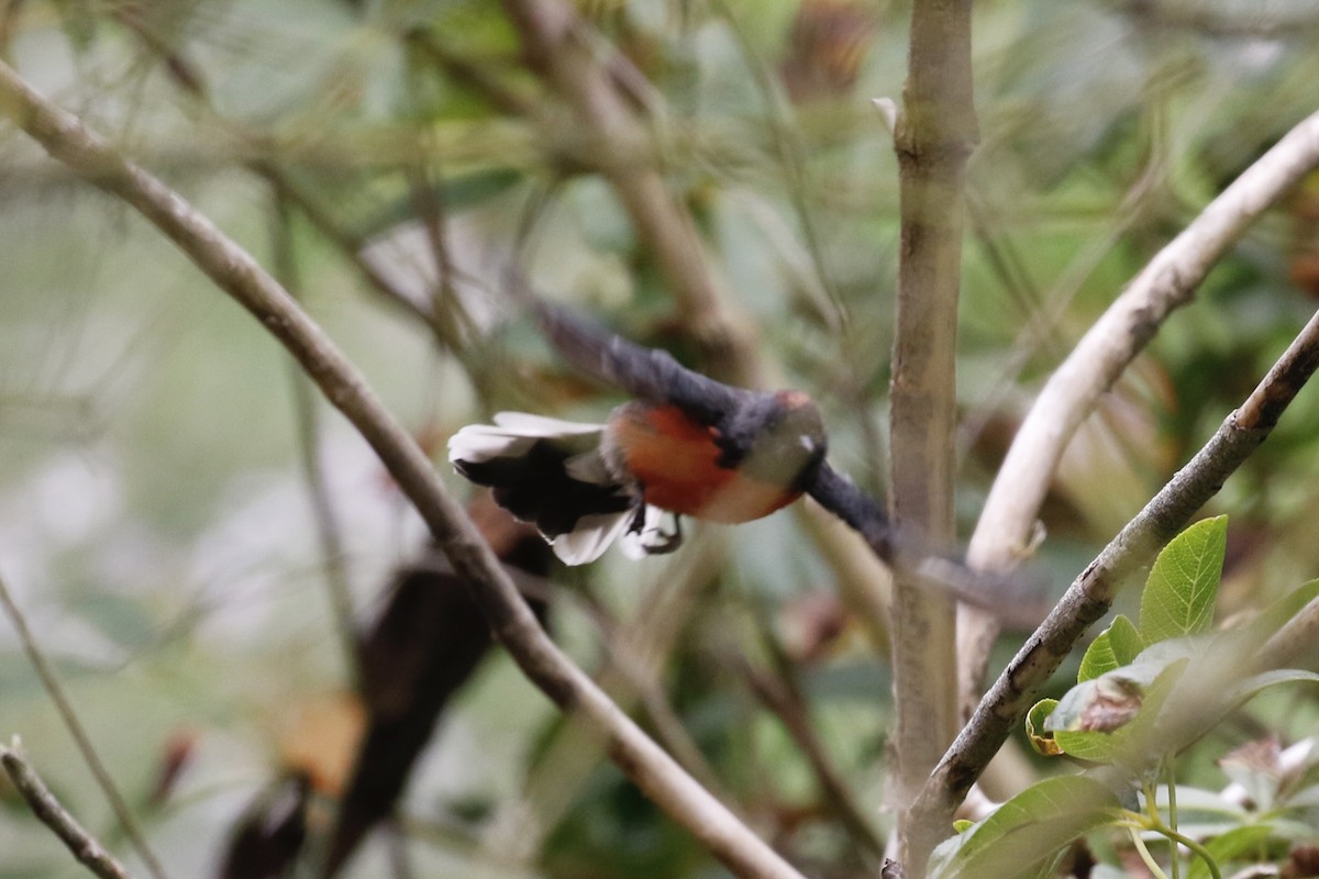 Slate-throated Redstart - ML644419616