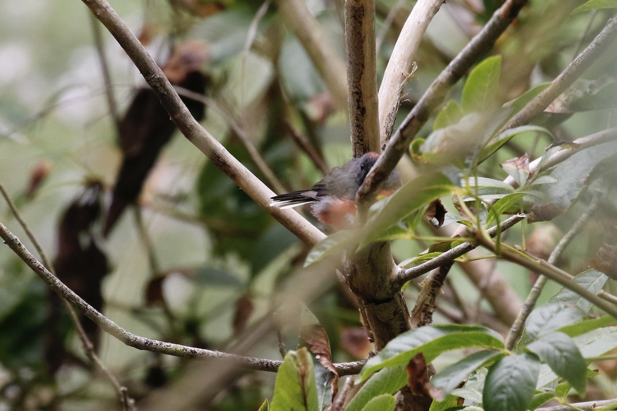 Slate-throated Redstart - ML644419617
