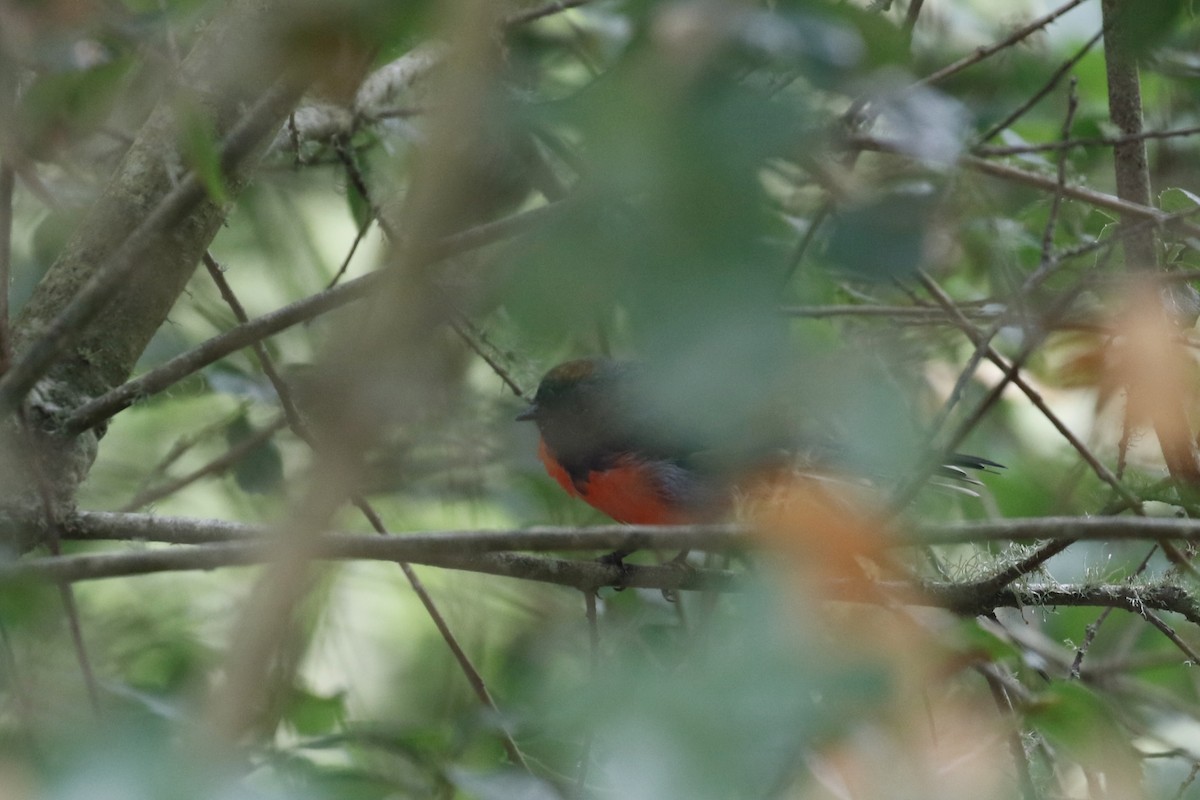 Slate-throated Redstart - ML644419618