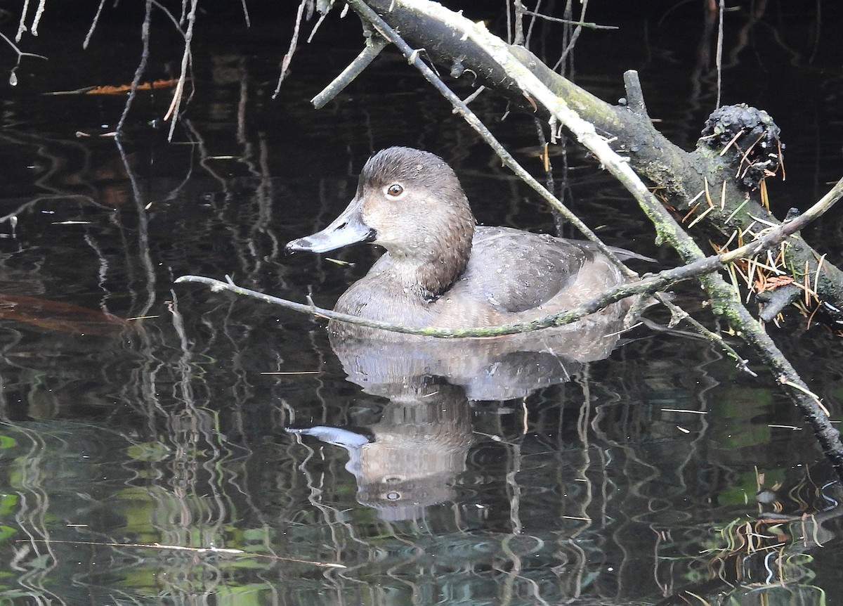 Redhead - ML644419623