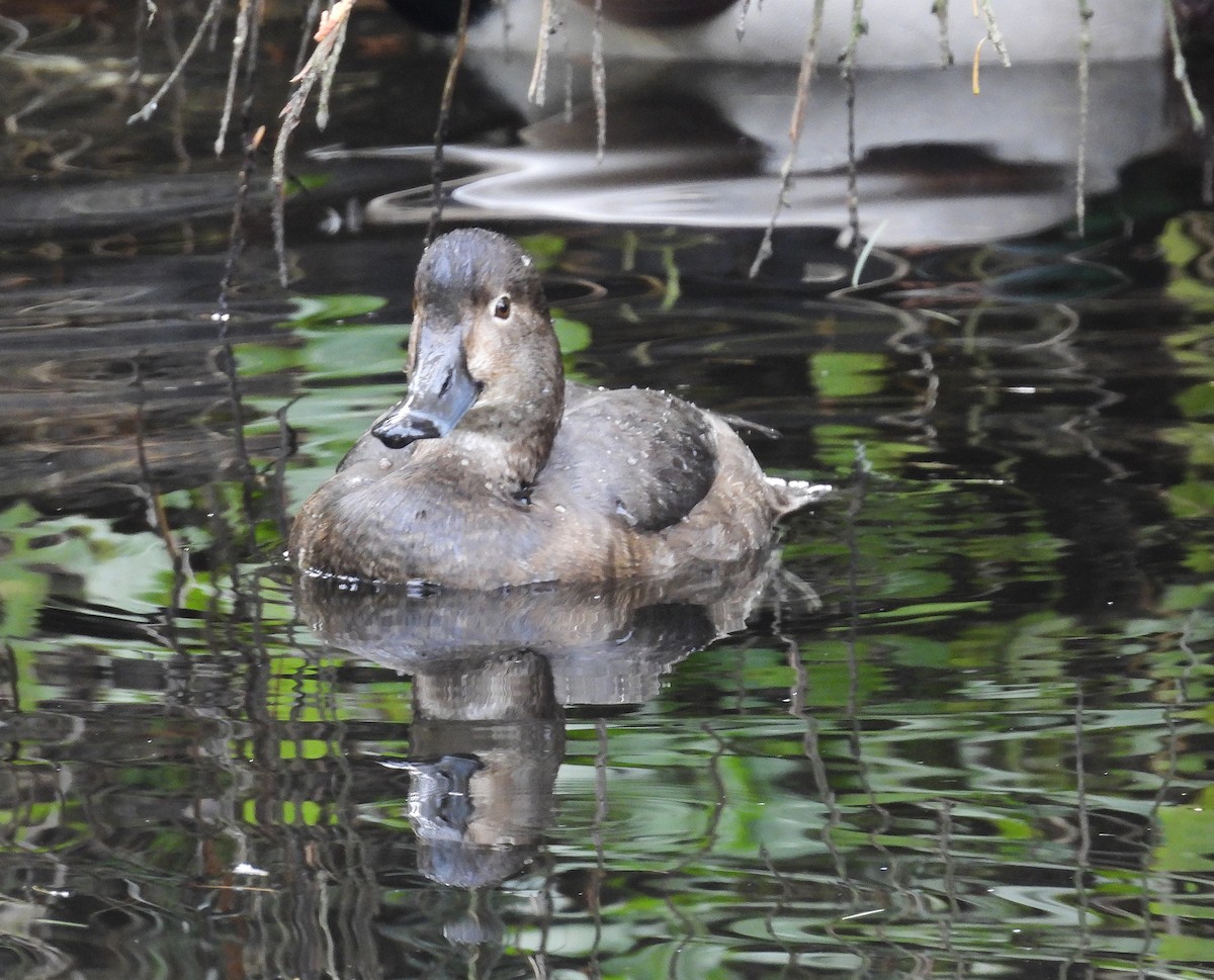 Redhead - ML644419624