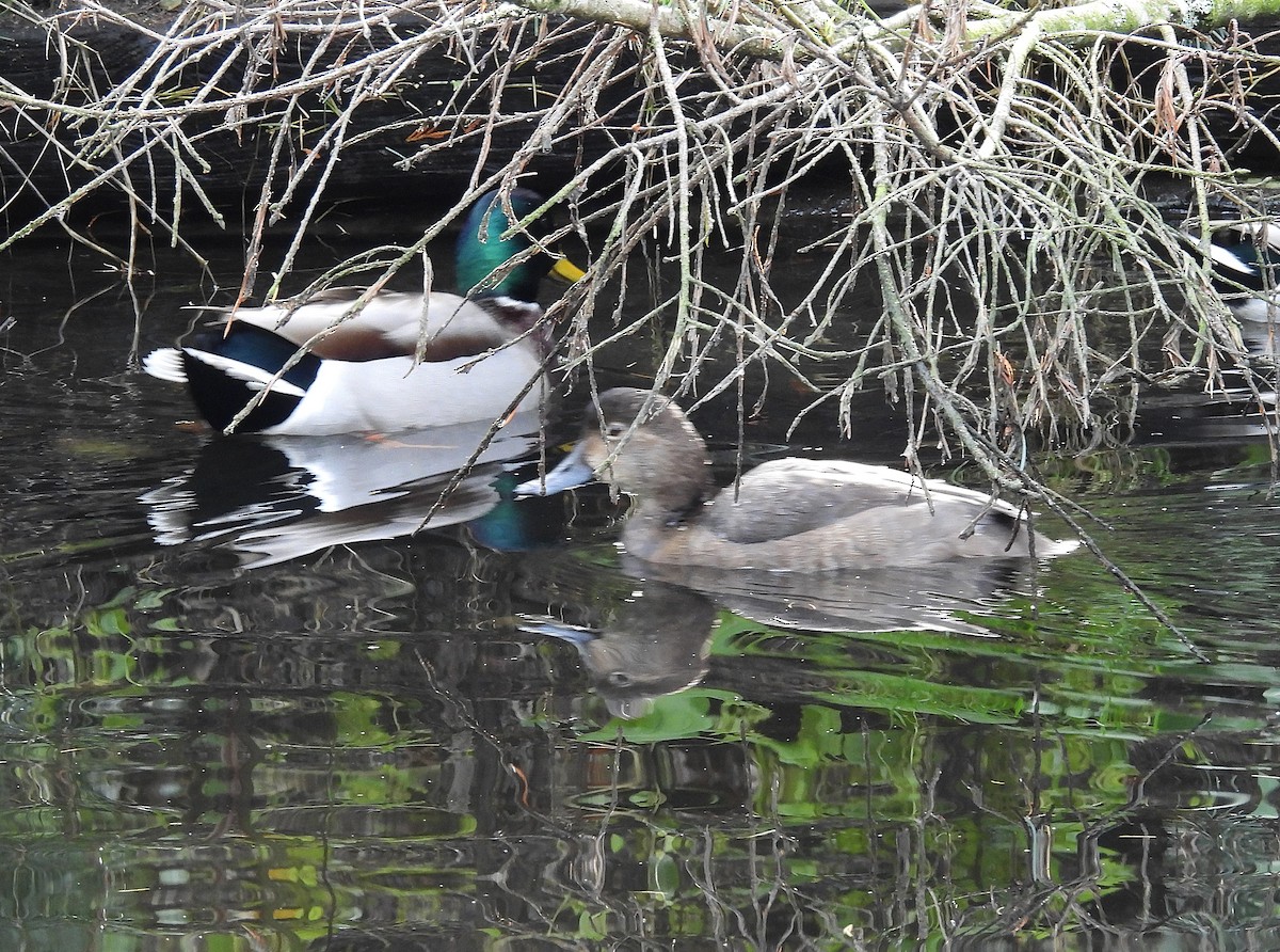 Redhead - ML644419626