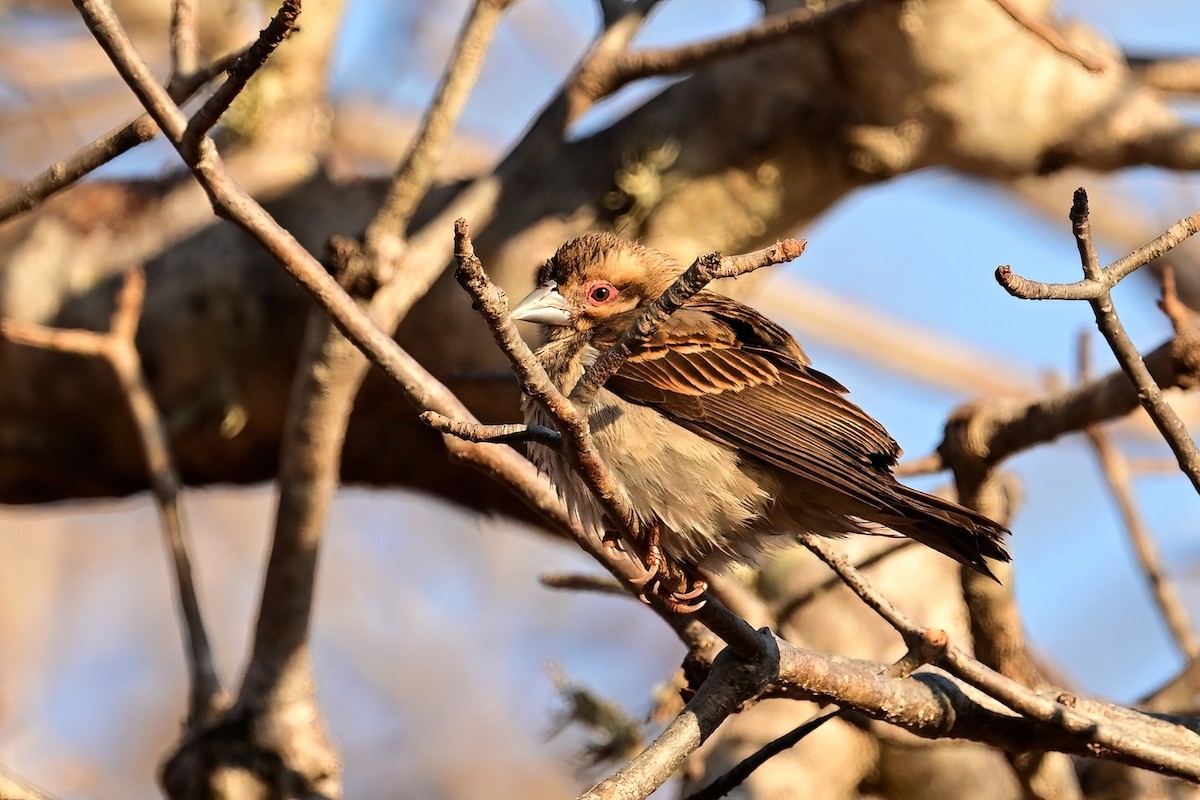 Sakalava Weaver - ML644419639