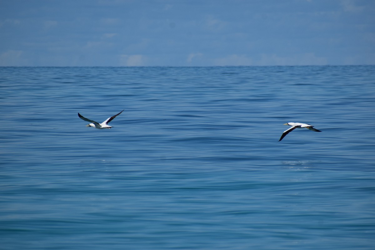 Masked Booby - ML644419646