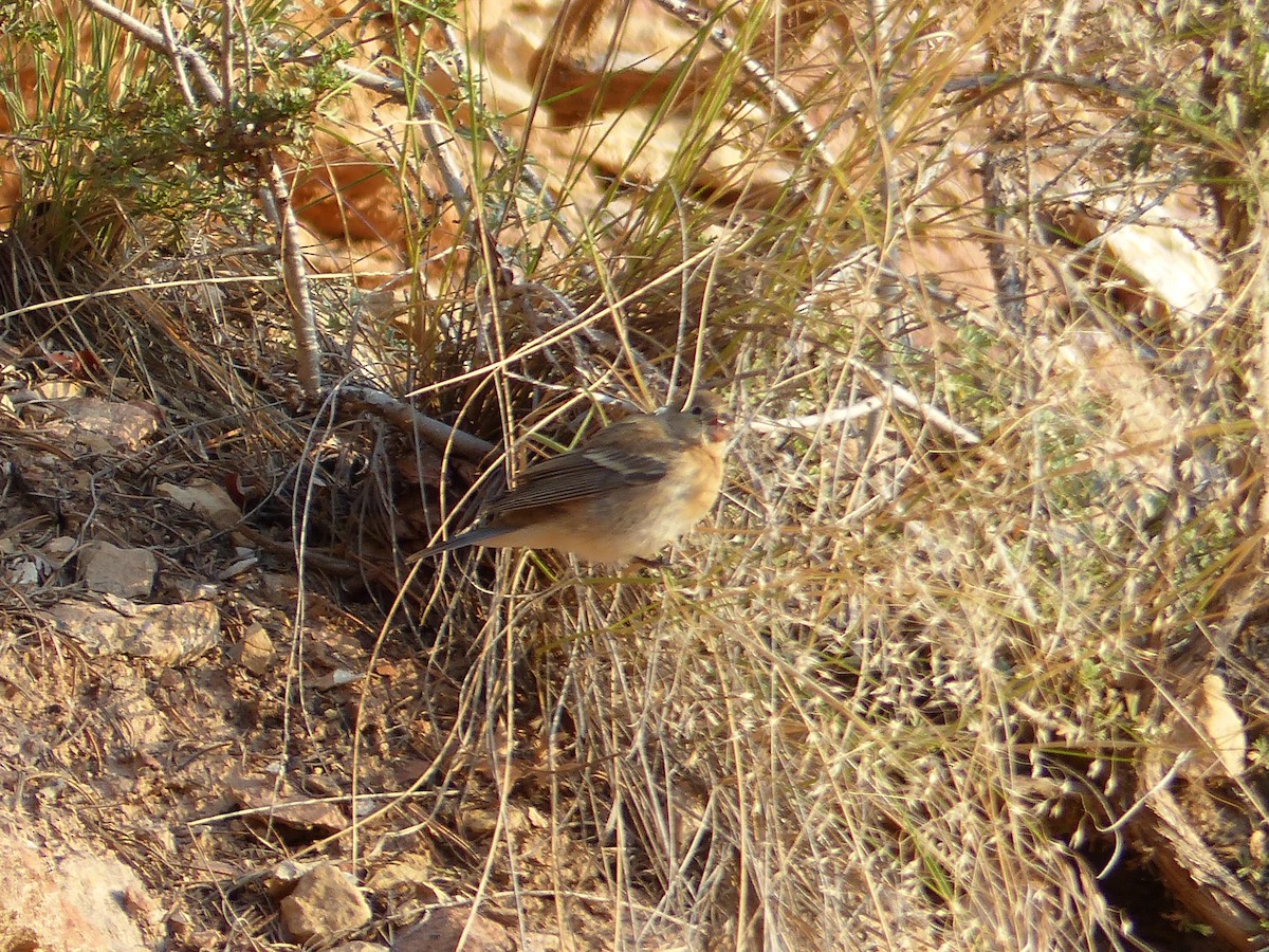 Lazuli Bunting - ML644419660