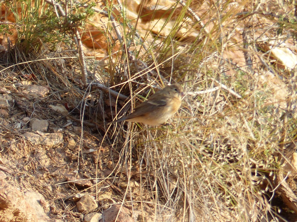 Lazuli Bunting - ML644419661