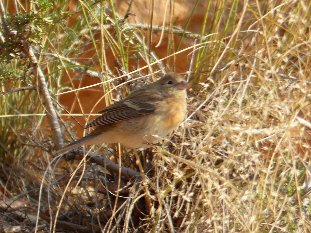 Lazuli Bunting - ML644419662