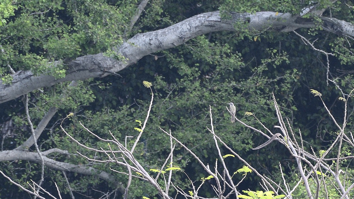 tropekongetyrann - ML644419663