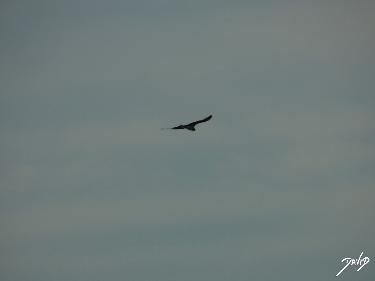 fiskeørn - ML644419664