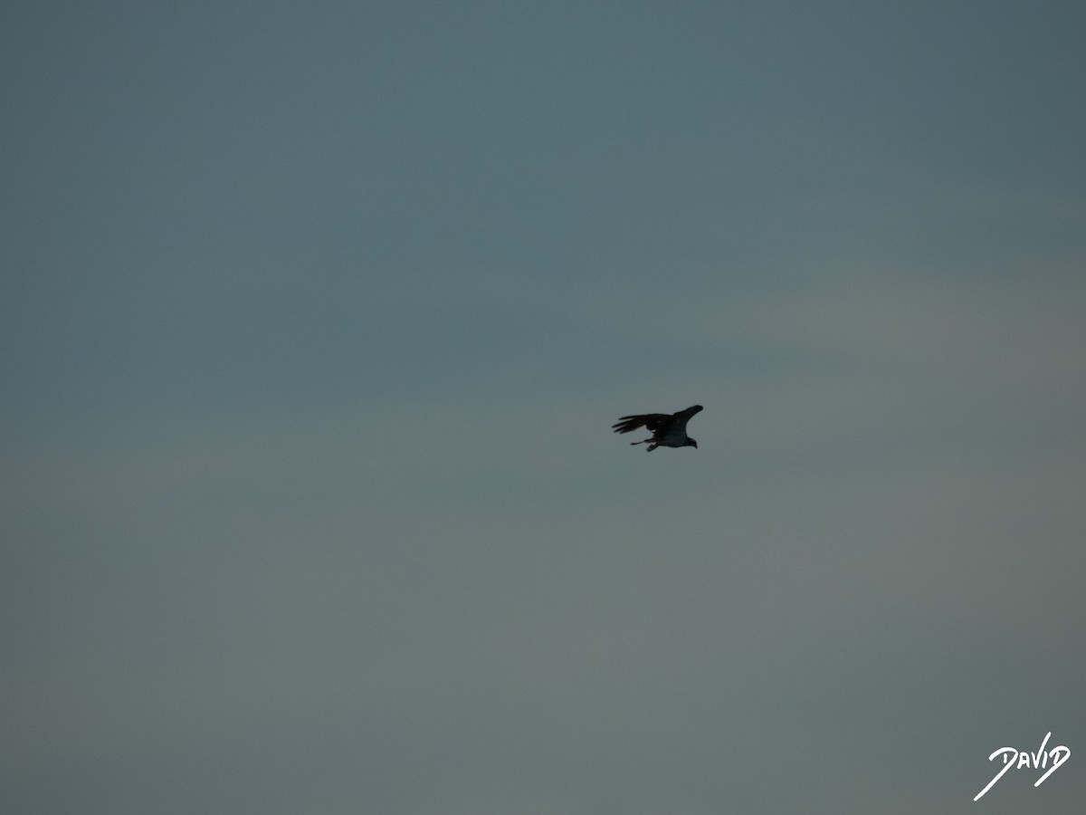 fiskeørn - ML644419665