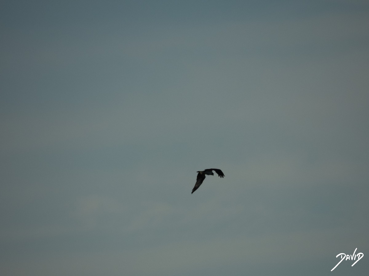 fiskeørn - ML644419666