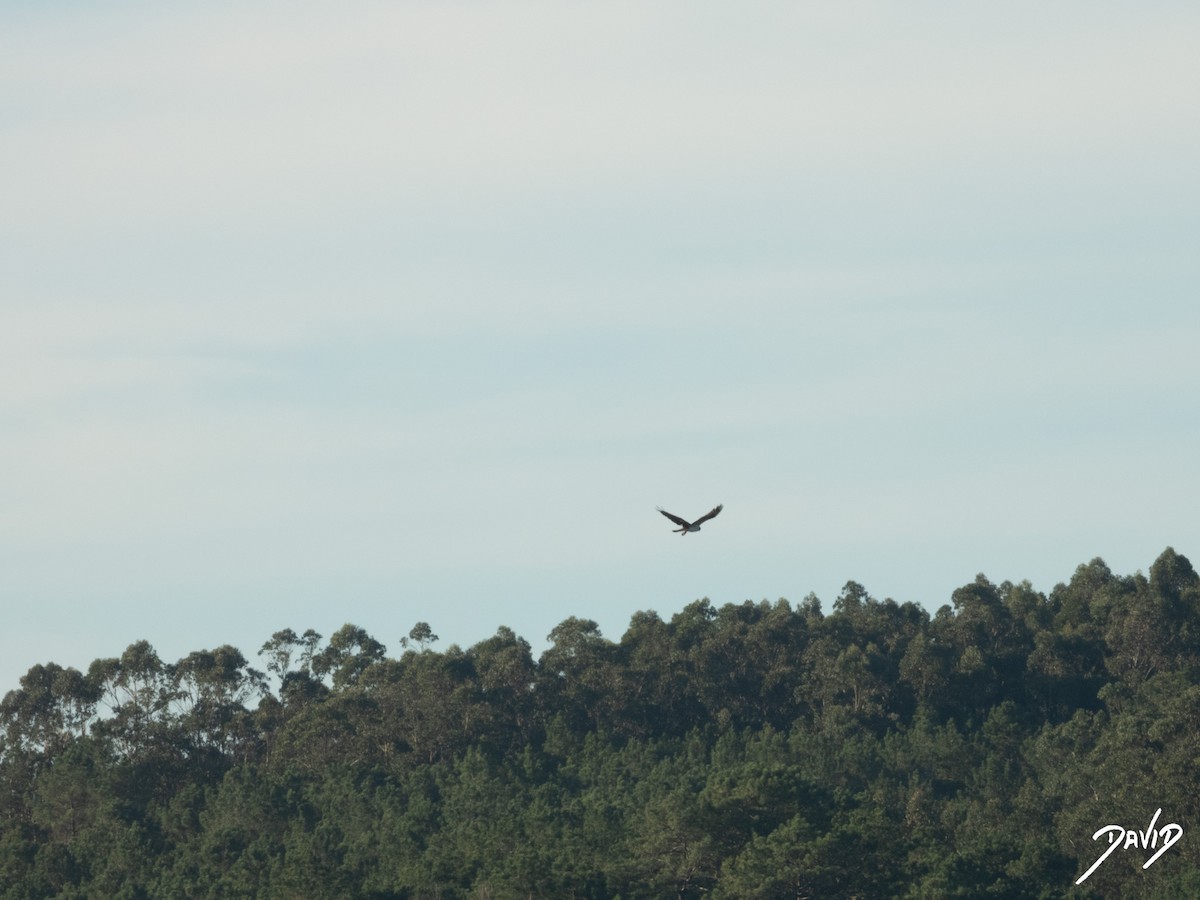 fiskeørn - ML644419667