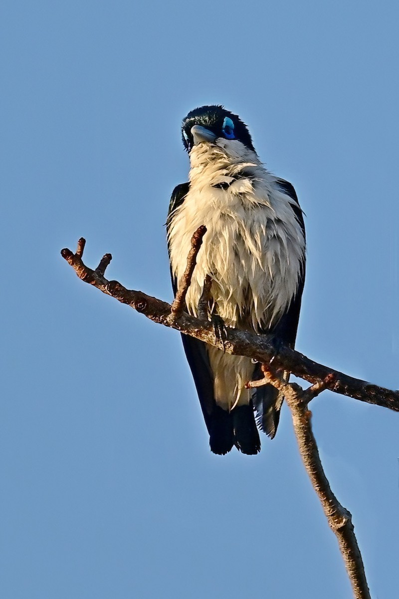 Artamie chabert - ML644419670