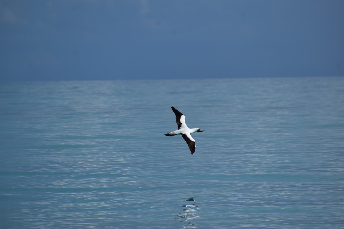 Masked Booby - ML644419691