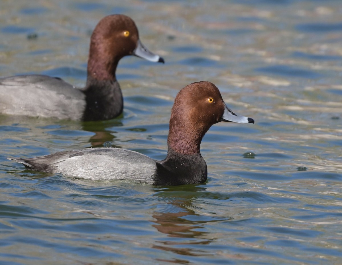 Redhead - ML644419695