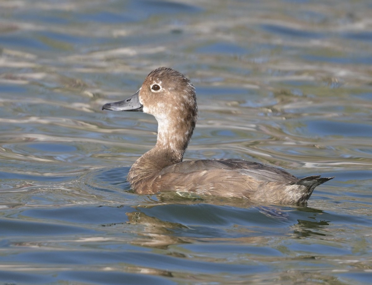 Redhead - ML644419696
