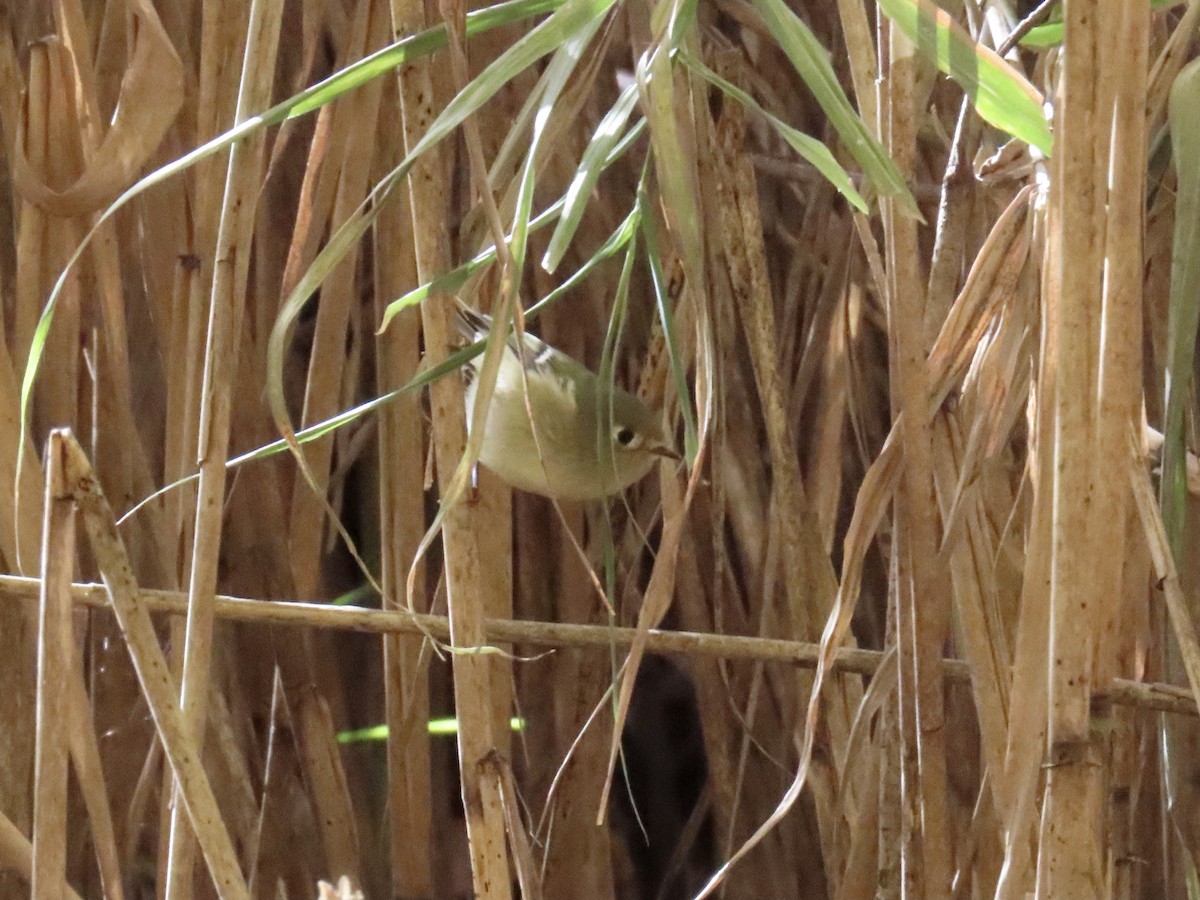 rubinfuglekonge - ML644419709