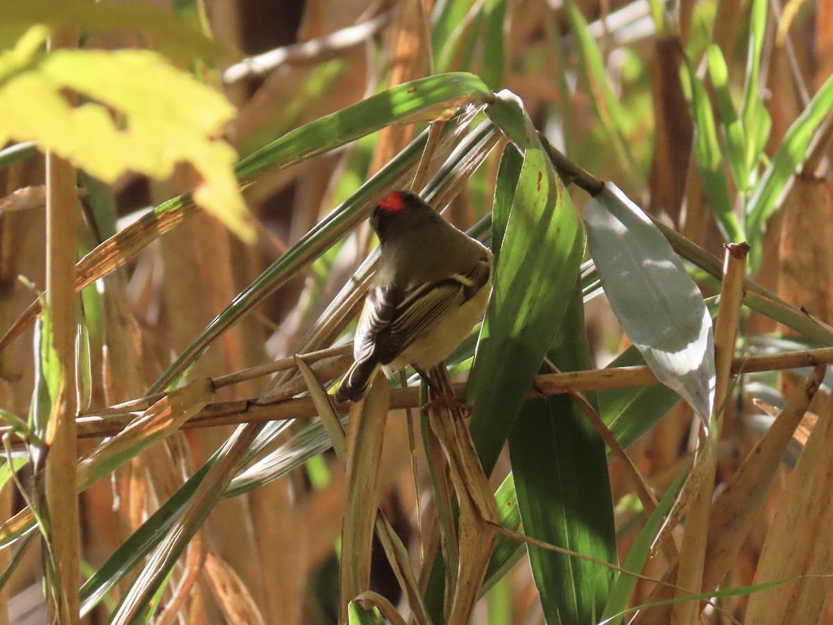 rubinfuglekonge - ML644419713