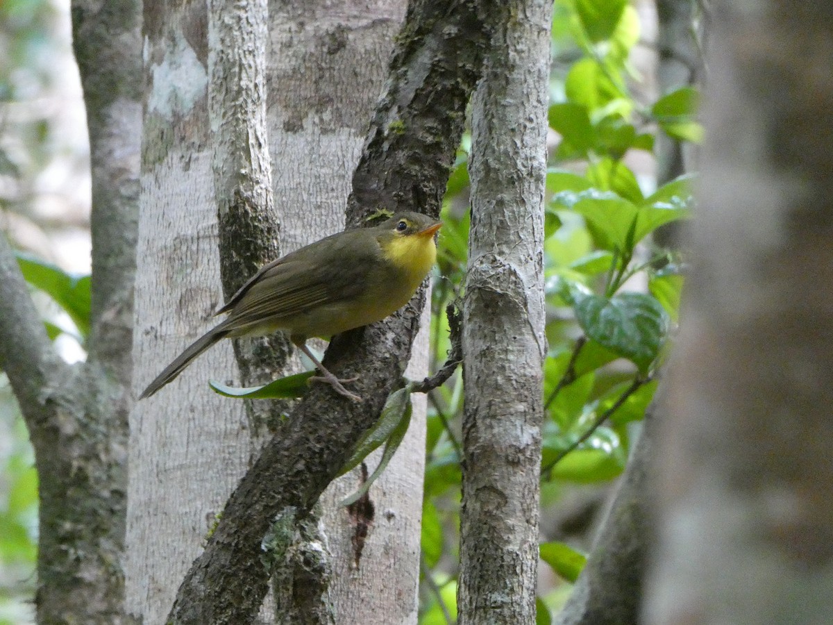 コバシマダガスカルヒヨドリ - ML644419721
