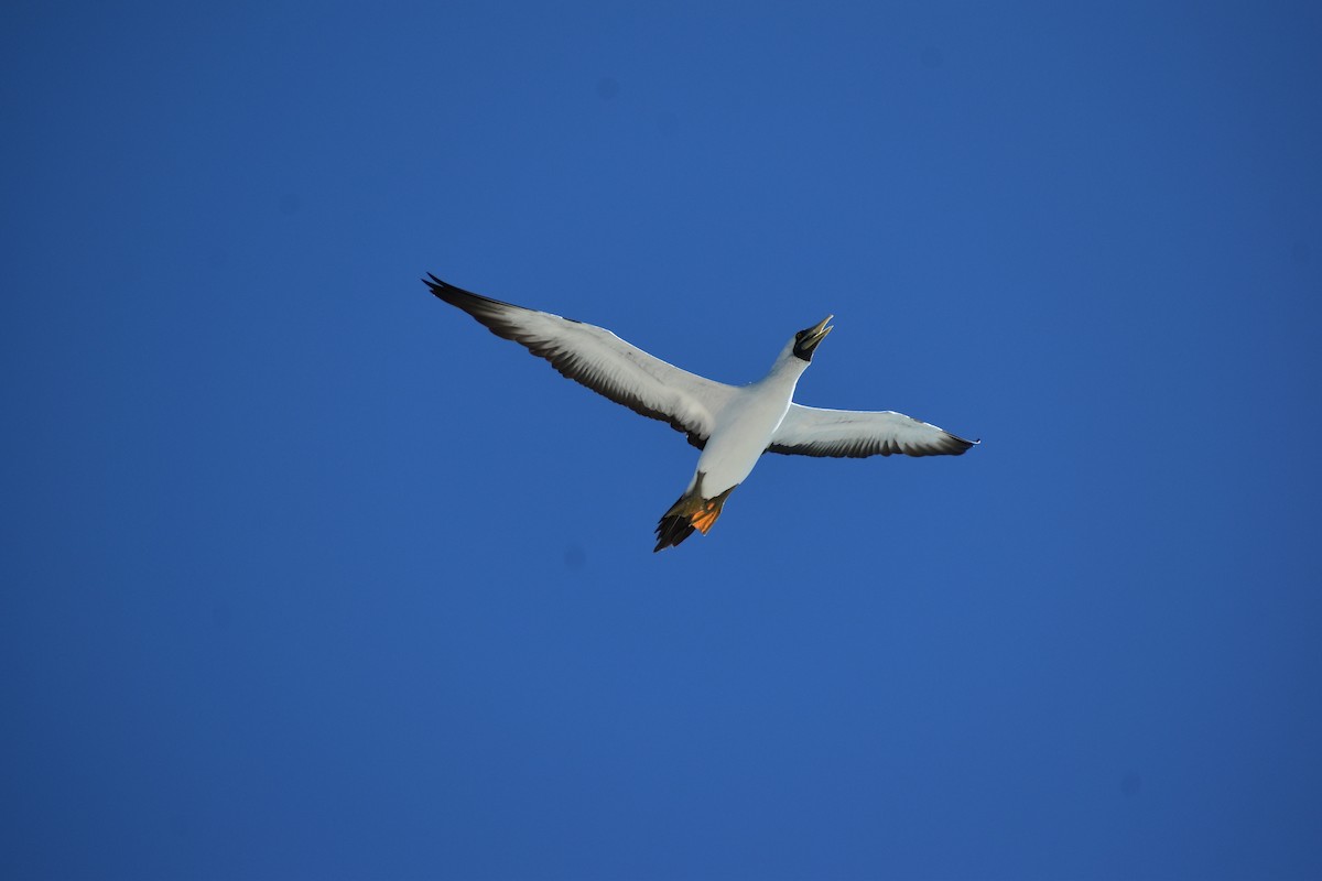 Masked Booby - ML644419724