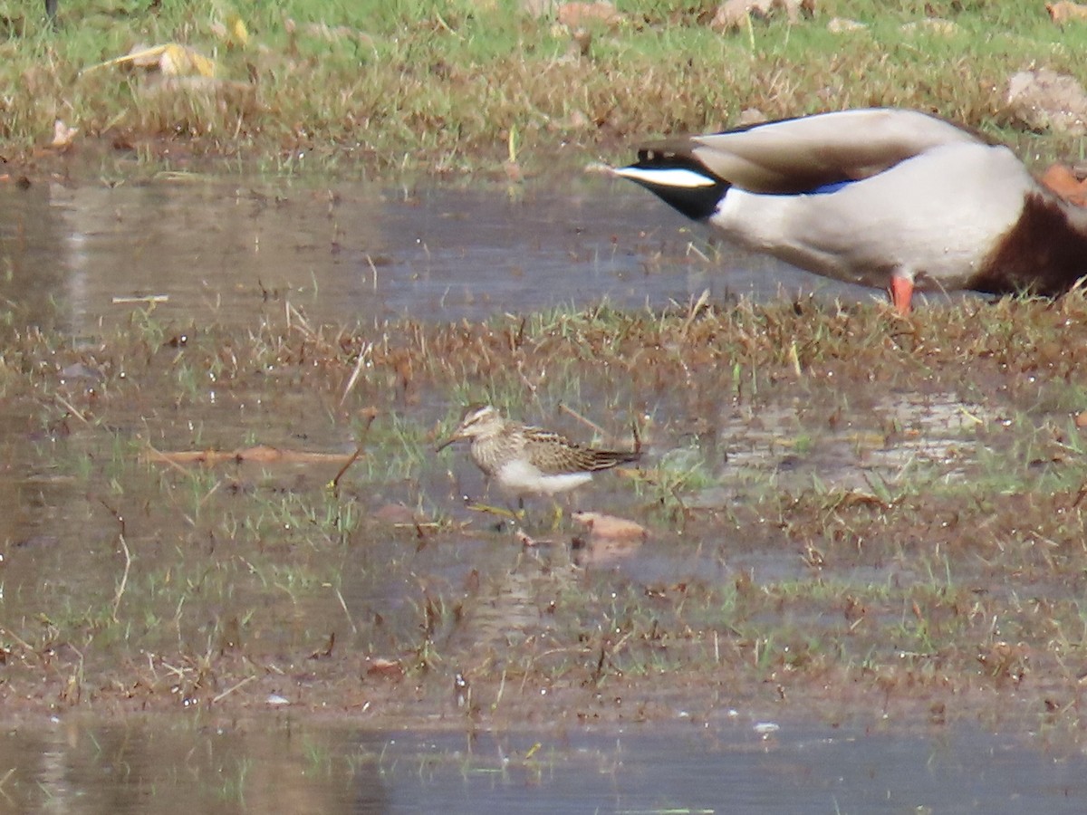 Pectoral Sandpiper - ML644419733