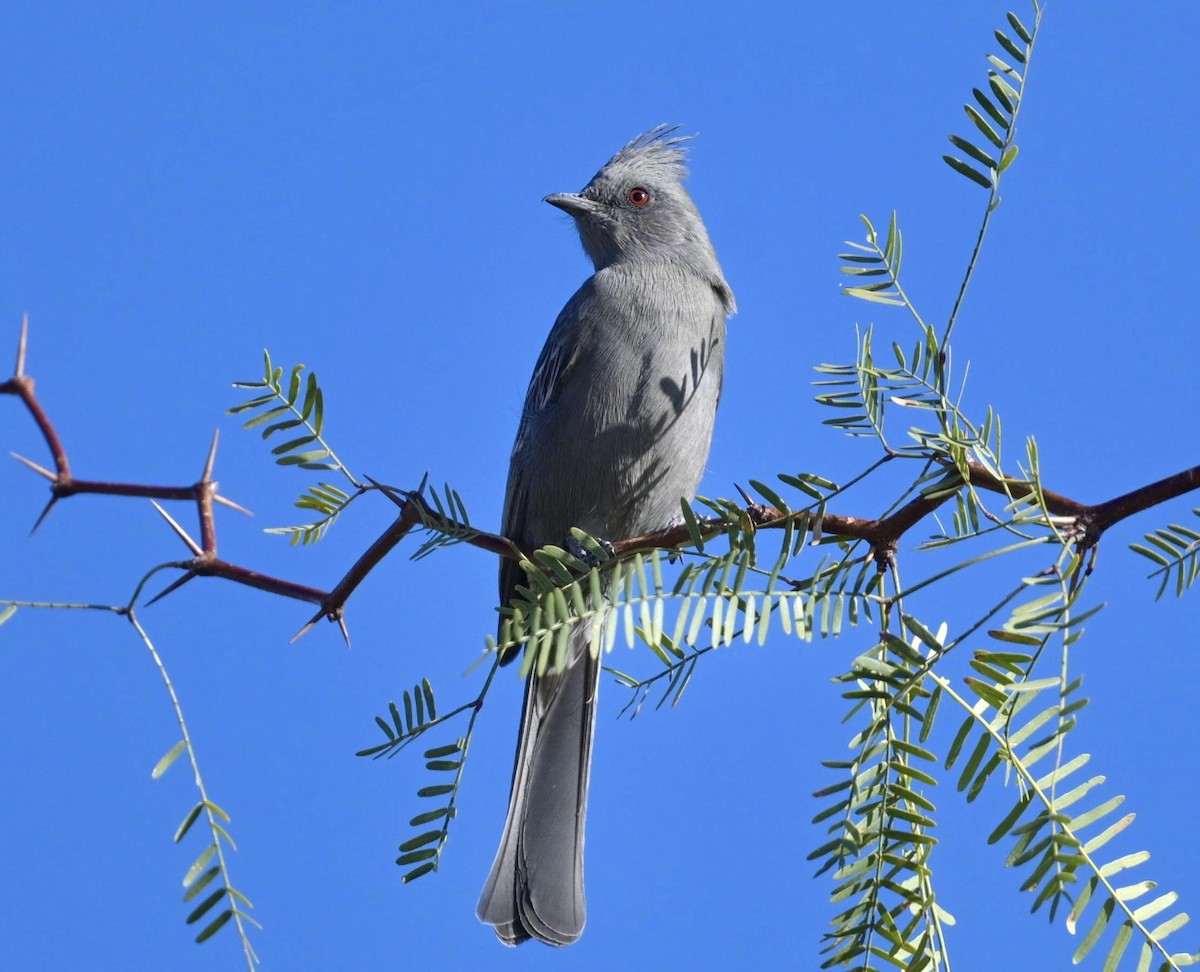 Phénopèple luisant - ML644419734