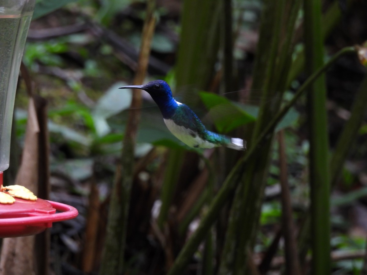 kolibřík bělokrký - ML644419737