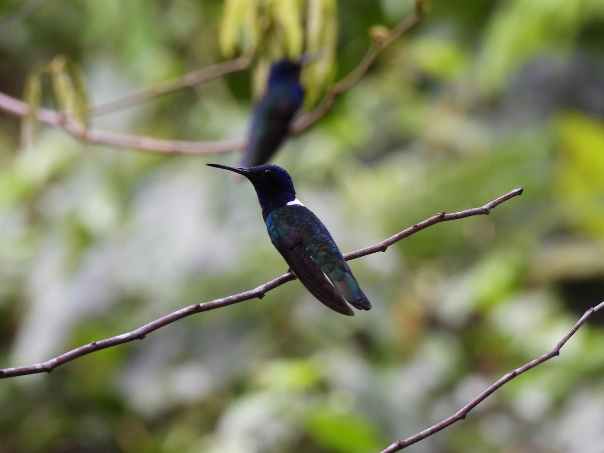 kolibřík bělokrký - ML644419738