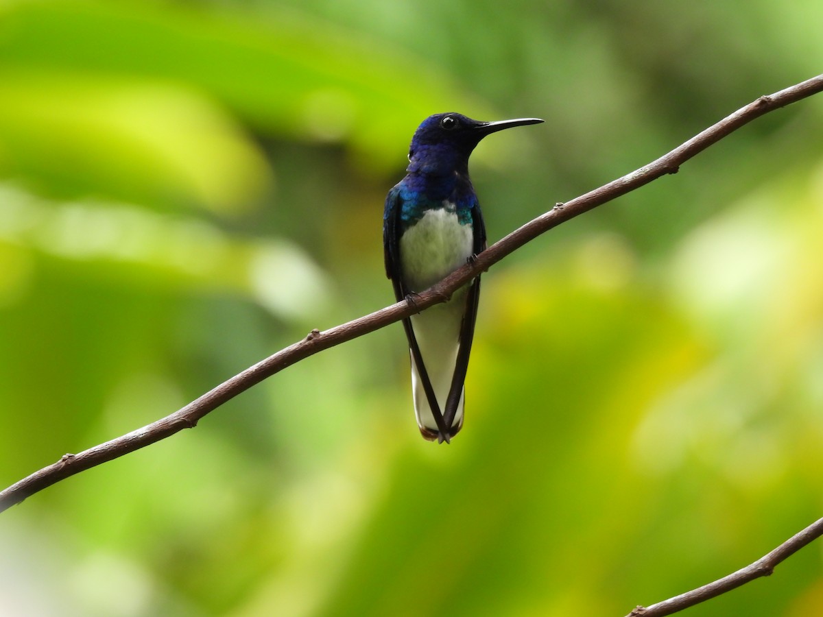 kolibřík bělokrký - ML644419739