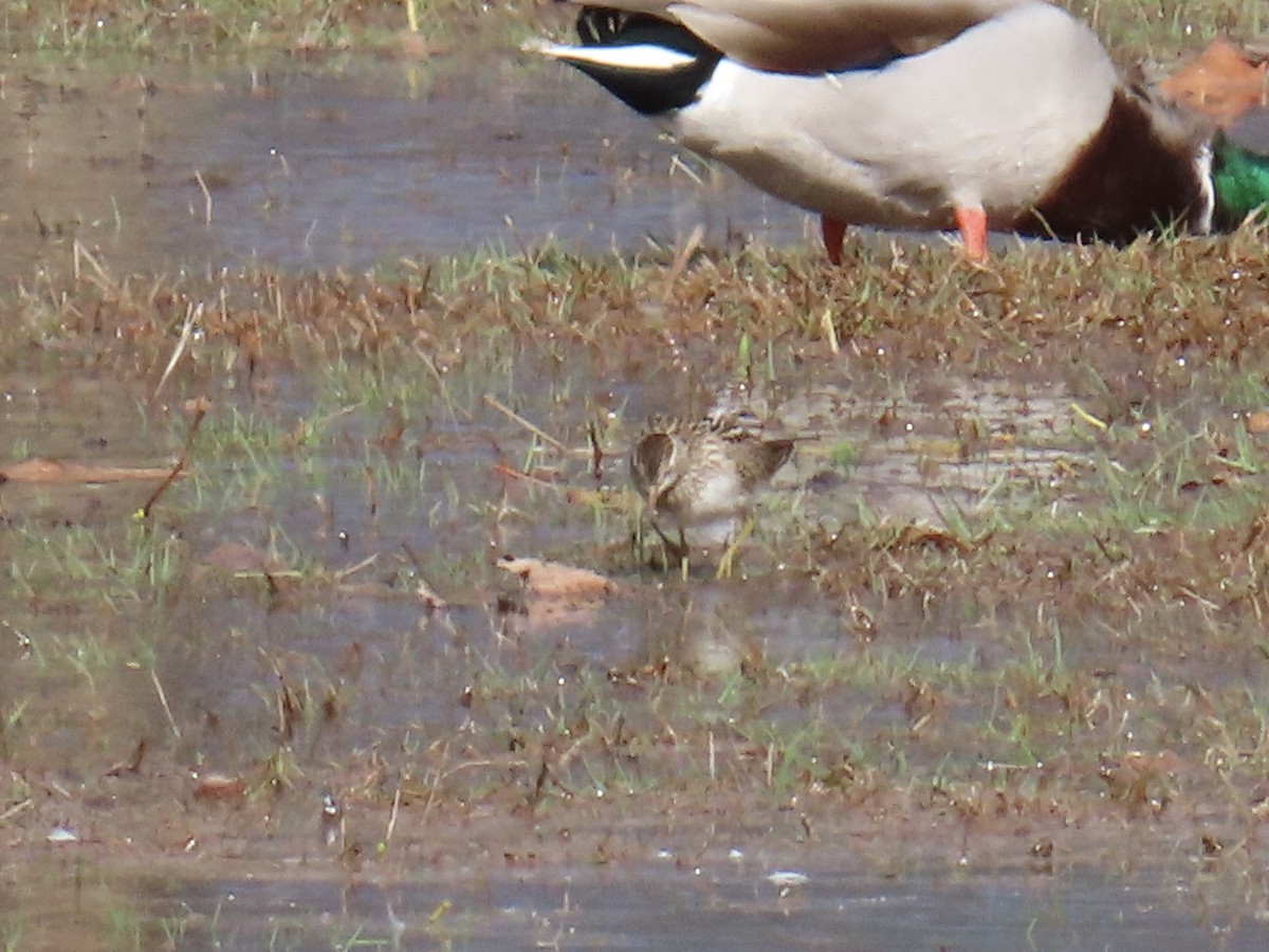 Pectoral Sandpiper - ML644419741