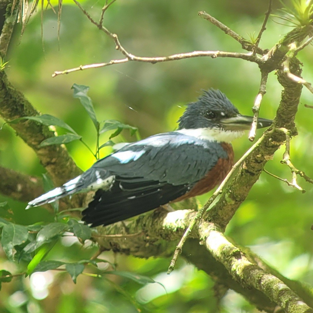 rybařík obojkový - ML644419742