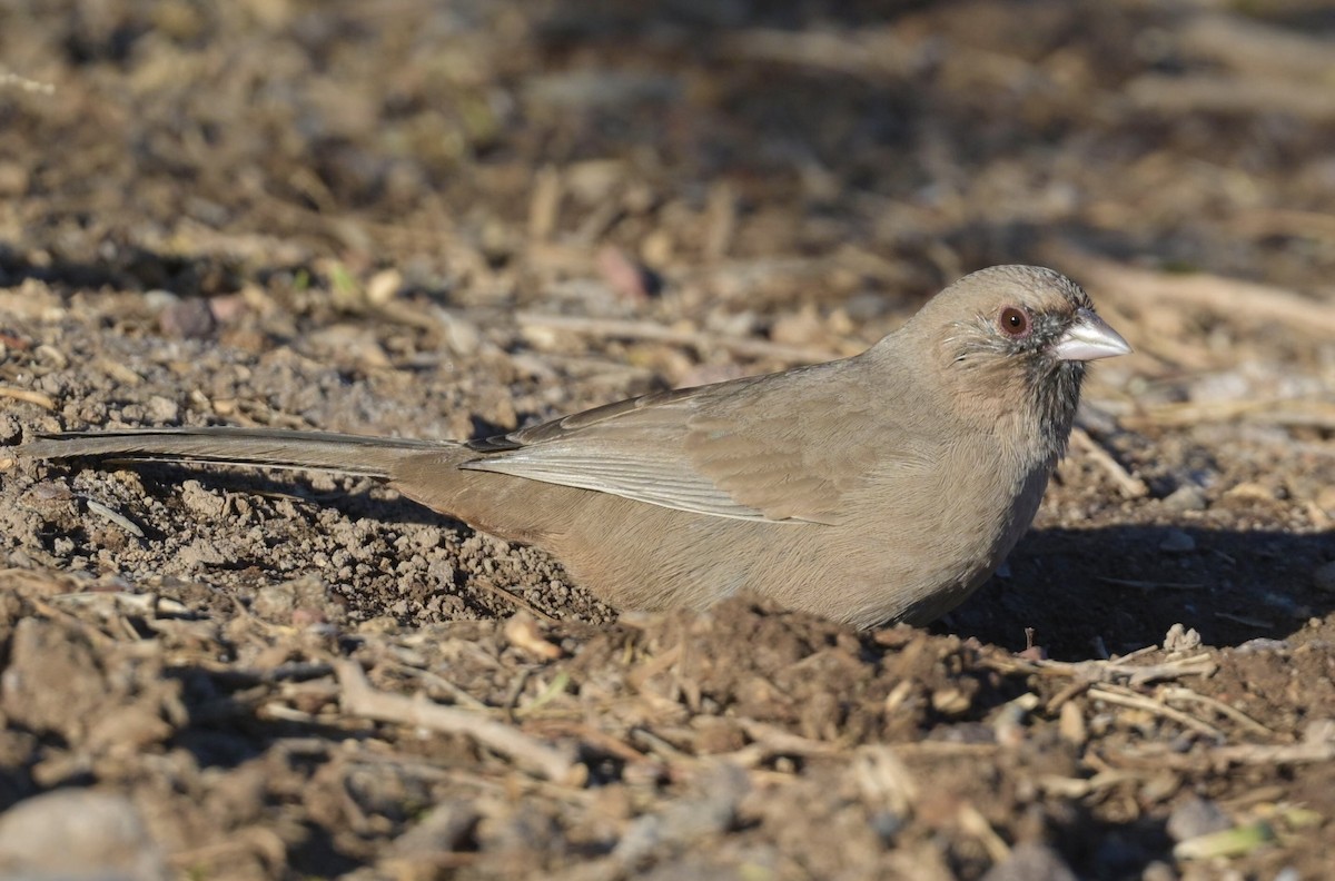 Tohi d'Abert - ML644419743