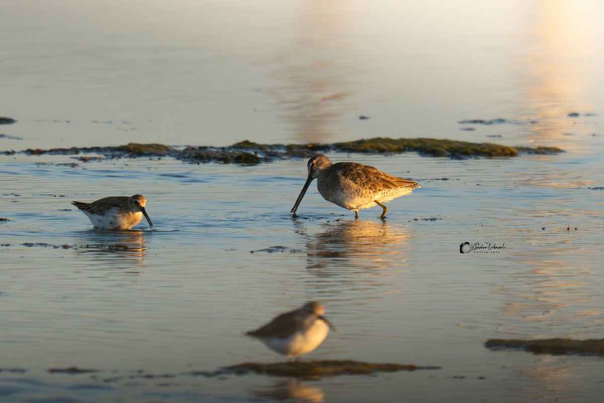 Tundraschlammläufer - ML644419752