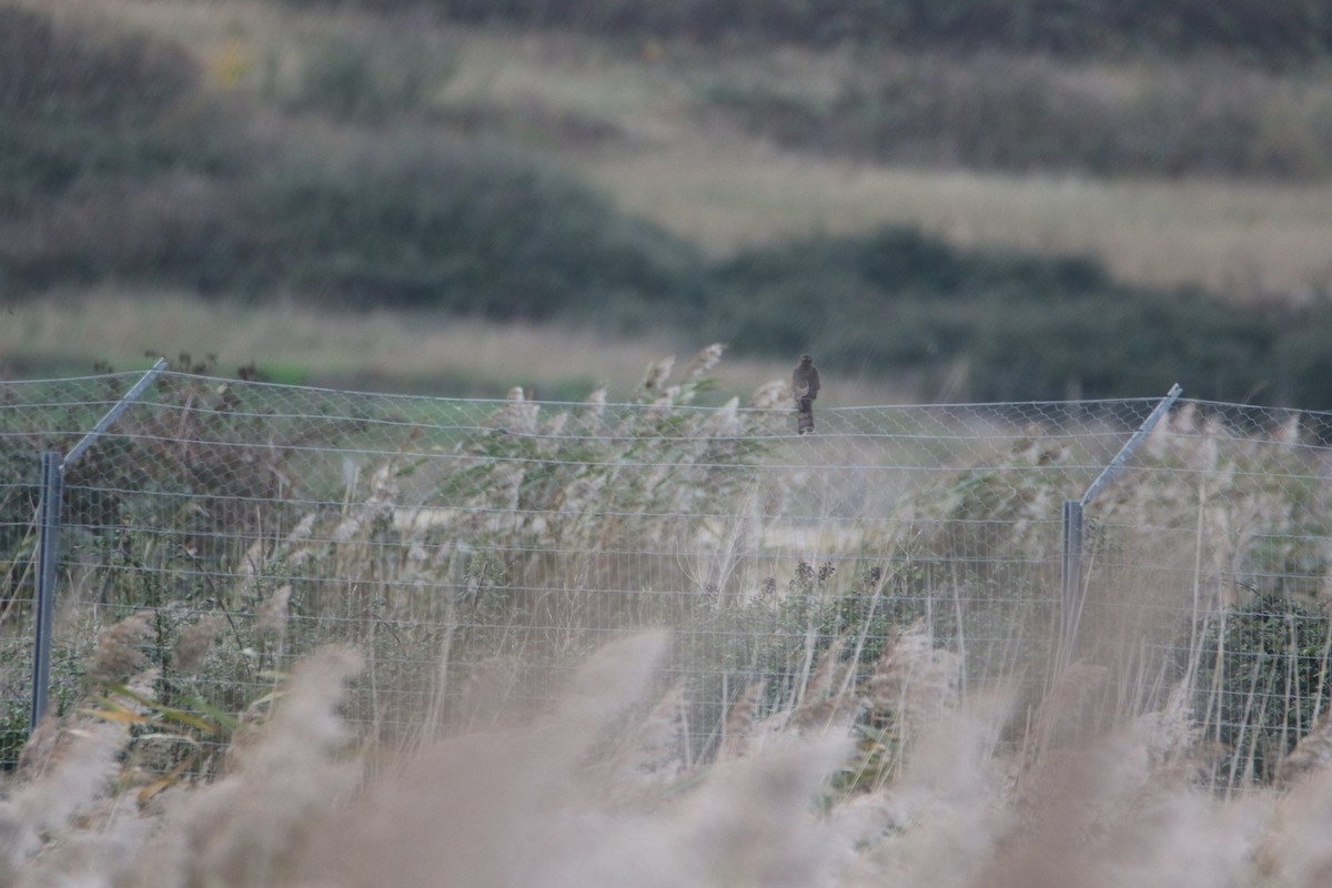 Eurasian Sparrowhawk - ML644419762