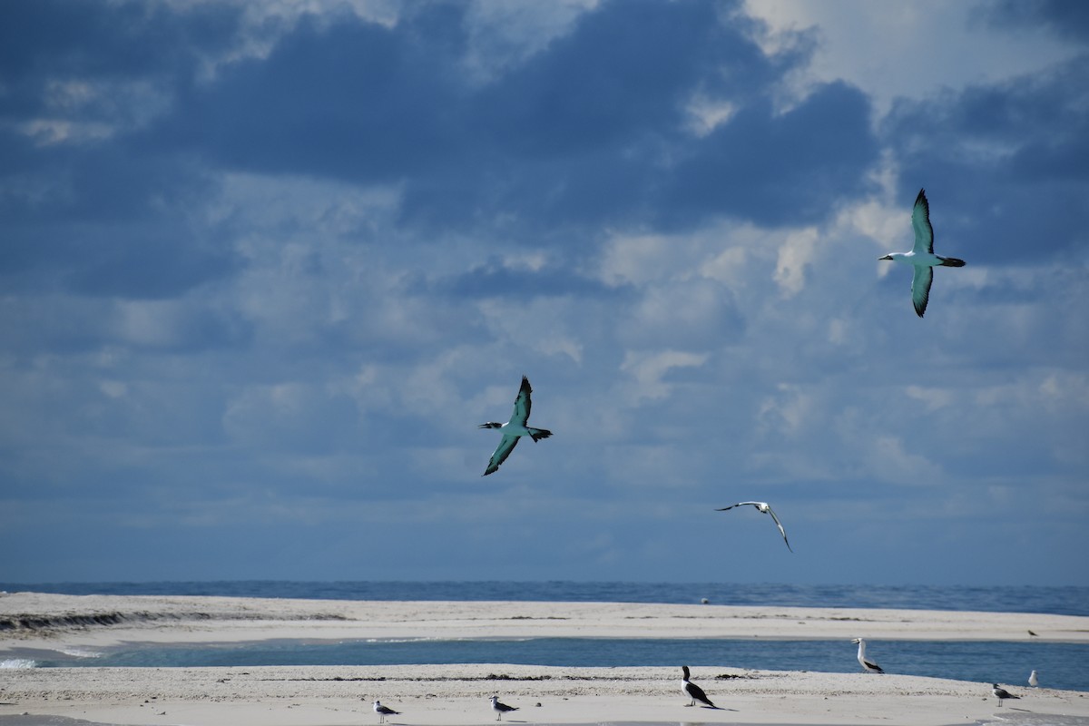 Masked Booby - ML644419765