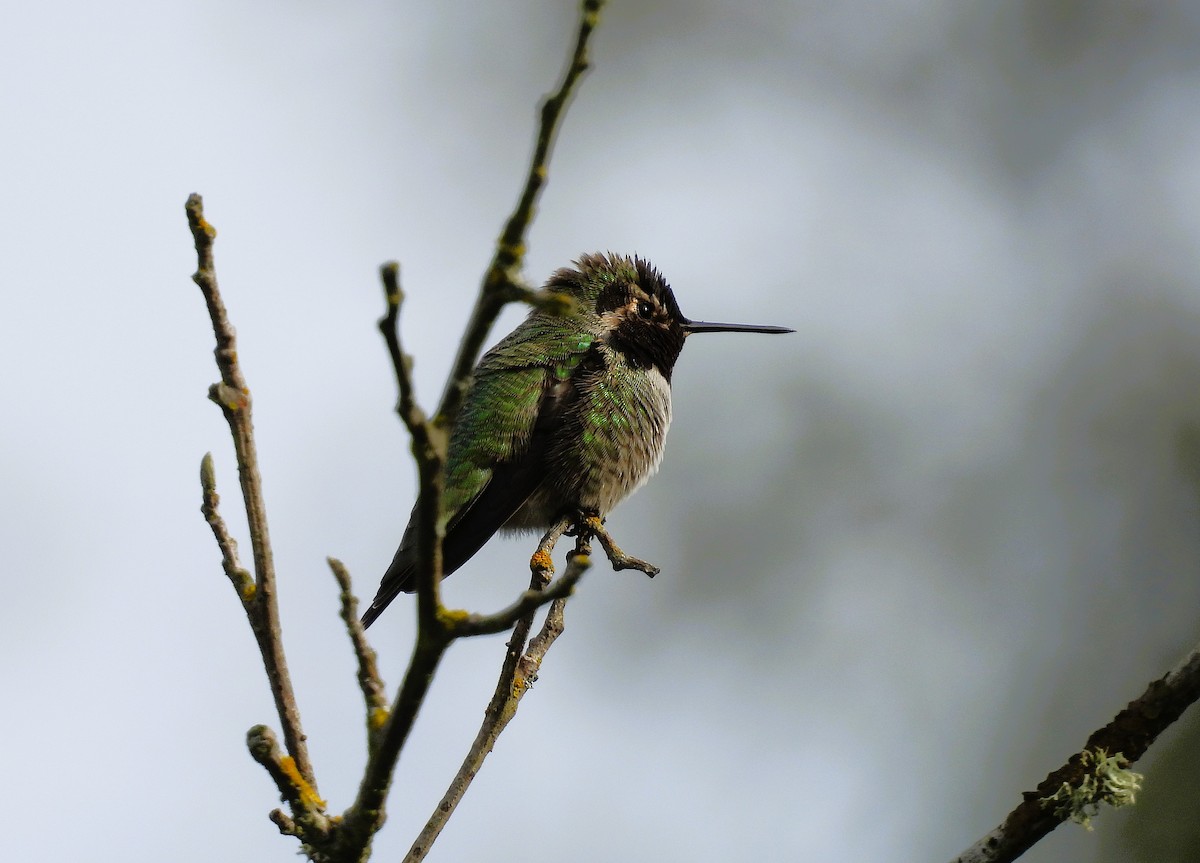 kalypta růžovohlavá - ML644419770