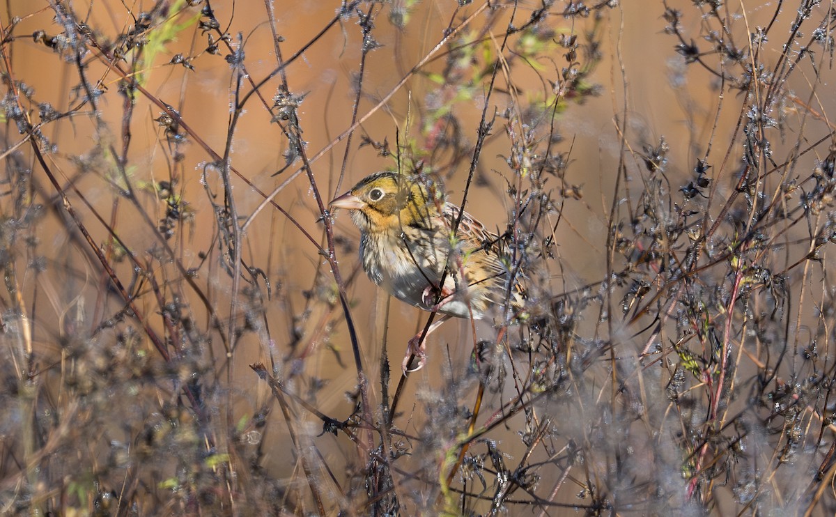 Henslow's Sparrow - ML644419771